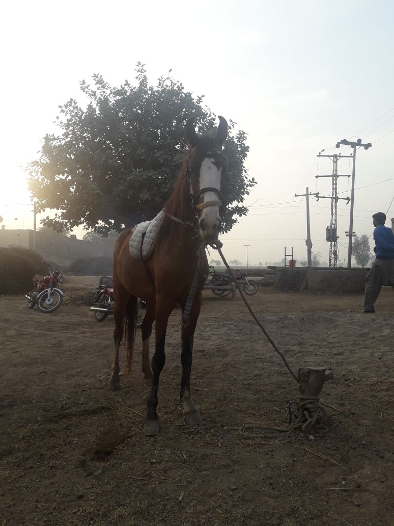 Female horse age 2 year 5 Month one month pregnant for sale